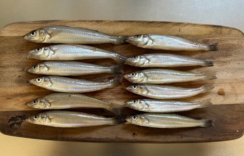 シロギスの釣果