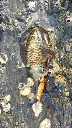 アオリイカの釣果