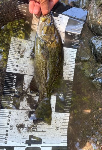 スモールマウスバスの釣果