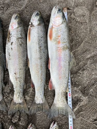 ニジマスの釣果