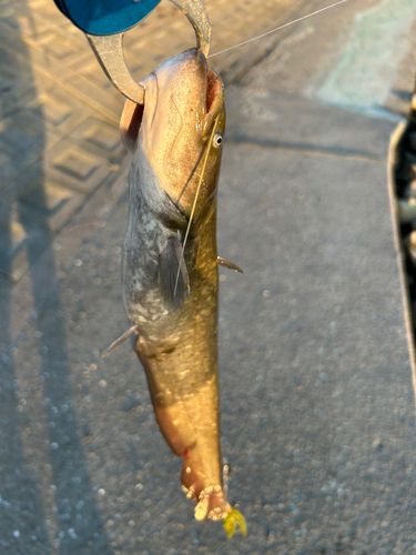 ナマズの釣果