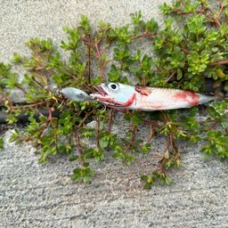 サバ