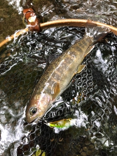 イワナの釣果