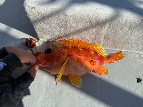 アヤメカサゴの釣果