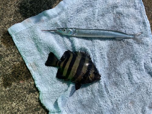 サヨリの釣果