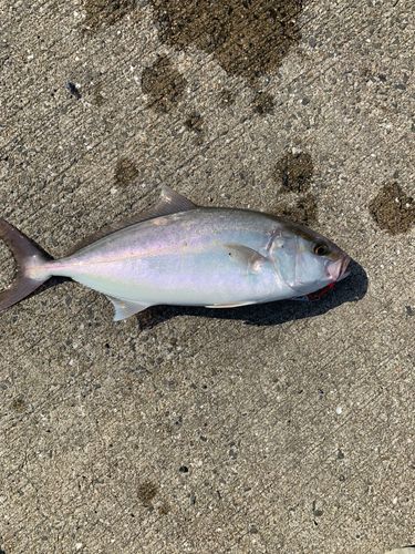 ネリゴの釣果