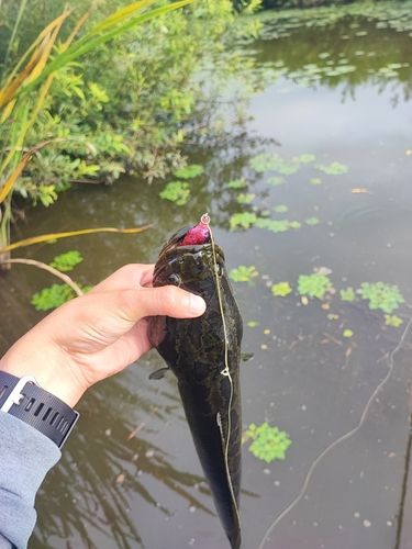 ライギョの釣果