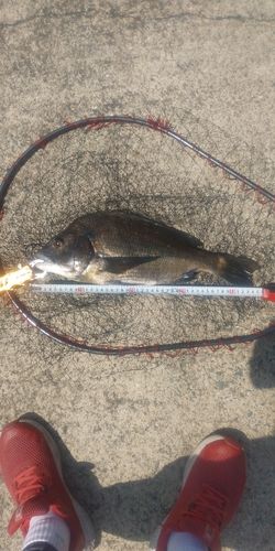 チヌの釣果