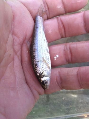 タモロコの釣果