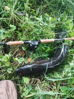 ライギョの釣果
