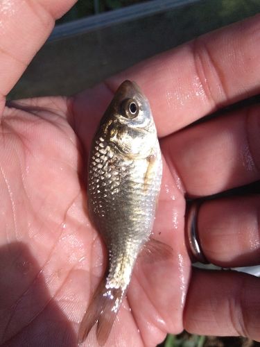 フナの釣果