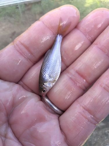ヤリタナゴの釣果