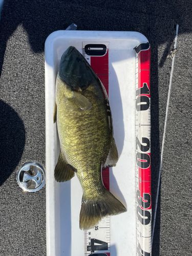 スモールマウスバスの釣果
