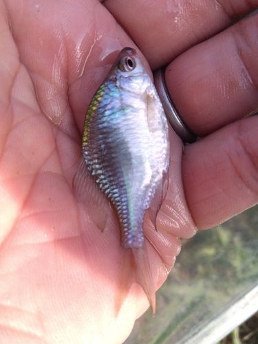 タイリクバラタナゴの釣果