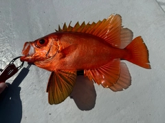 チカメキントキの釣果