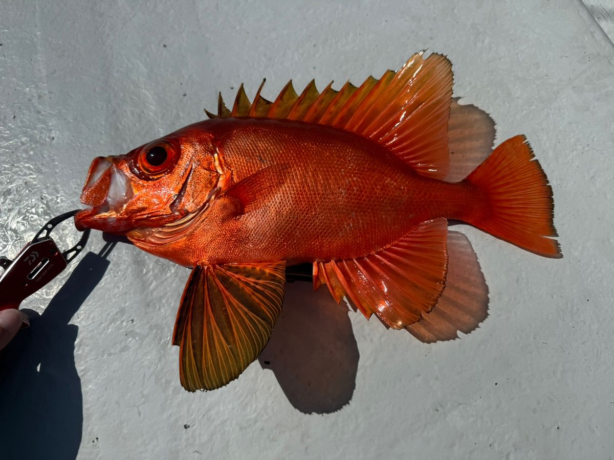 爆弾物処理班さんの釣果 1枚目の画像