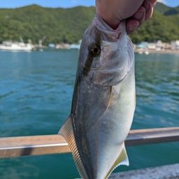 ショゴ