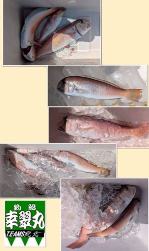 シロアマダイの釣果