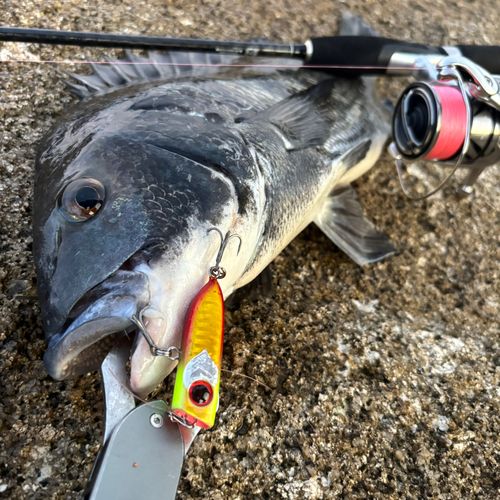 チヌの釣果