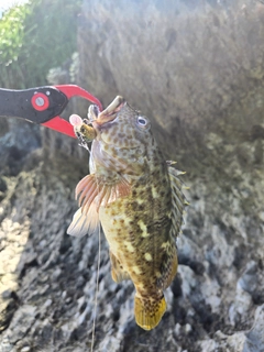 イソゴンベの釣果