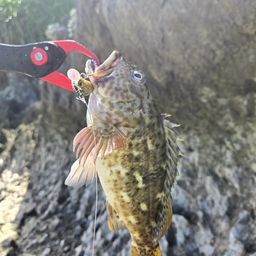 イソゴンベ
