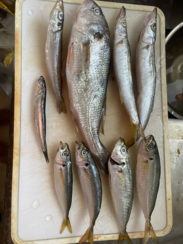 キスの釣果