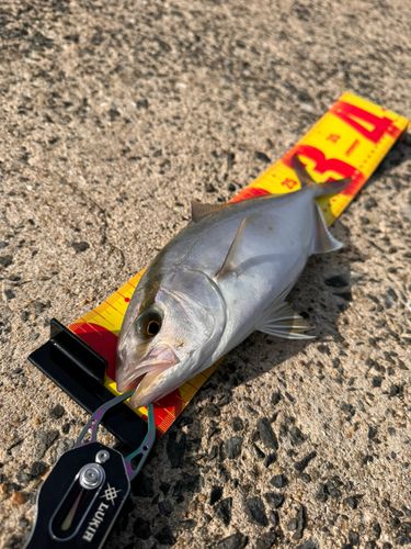 ネリゴの釣果