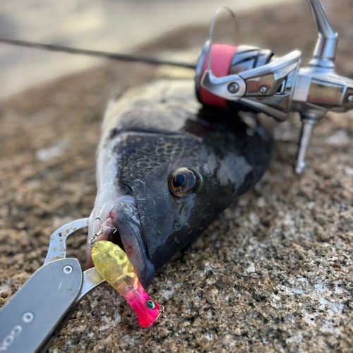 チヌの釣果
