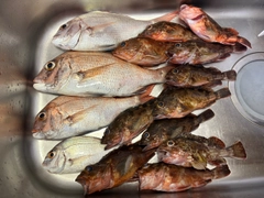 マダイの釣果