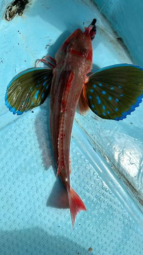 ホウボウの釣果