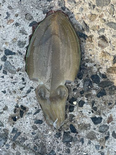 コウイカの釣果