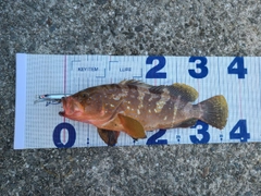 アコウの釣果