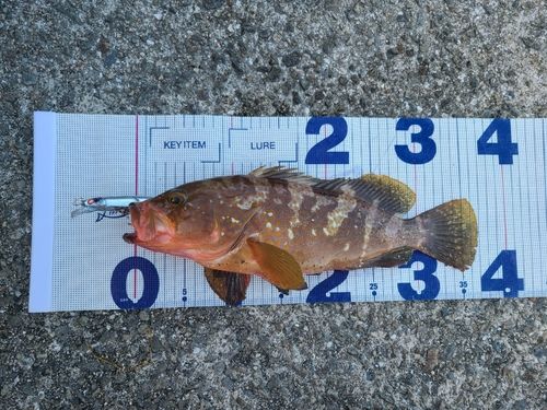 アコウの釣果