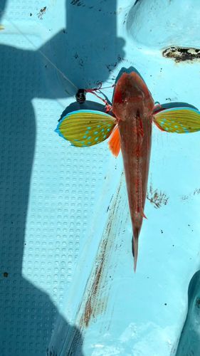 ホウボウの釣果