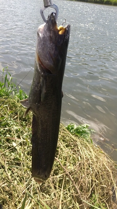 ナマズの釣果