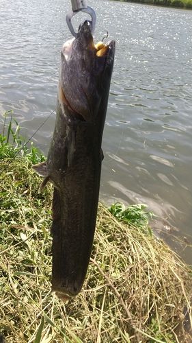 ナマズの釣果