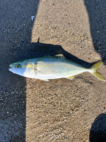 ワカシの釣果
