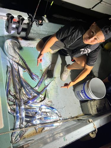 タチウオの釣果