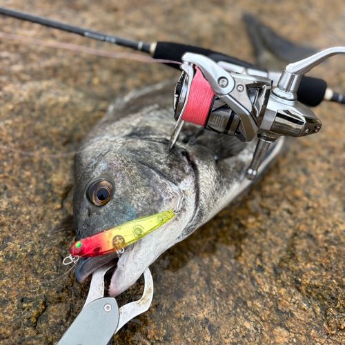 チヌの釣果