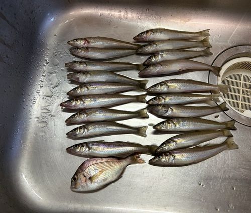 キスの釣果