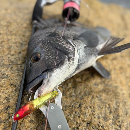 チヌの釣果