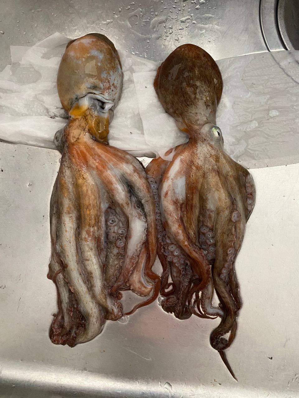 OTUさんの釣果 1枚目の画像