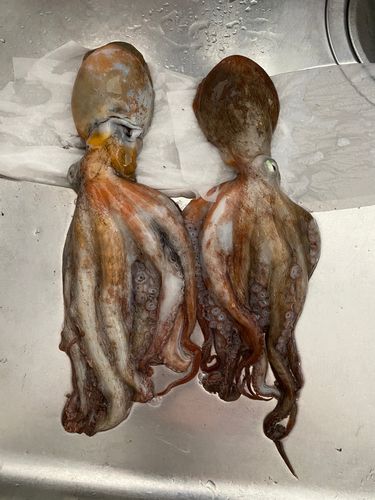 播磨灘