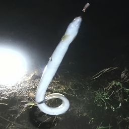 ウナギ