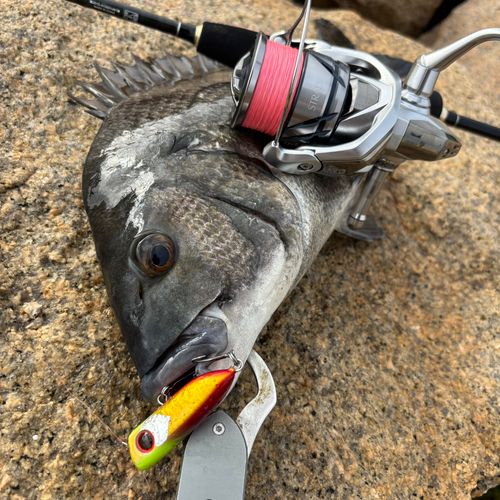 チヌの釣果