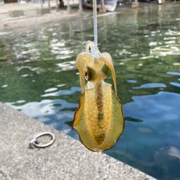 アオリイカ