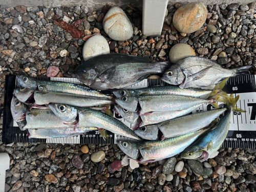 サバの釣果