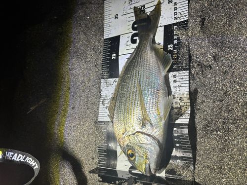 ヘダイの釣果