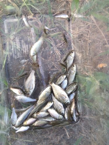 タイリクバラタナゴの釣果