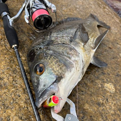 チヌの釣果